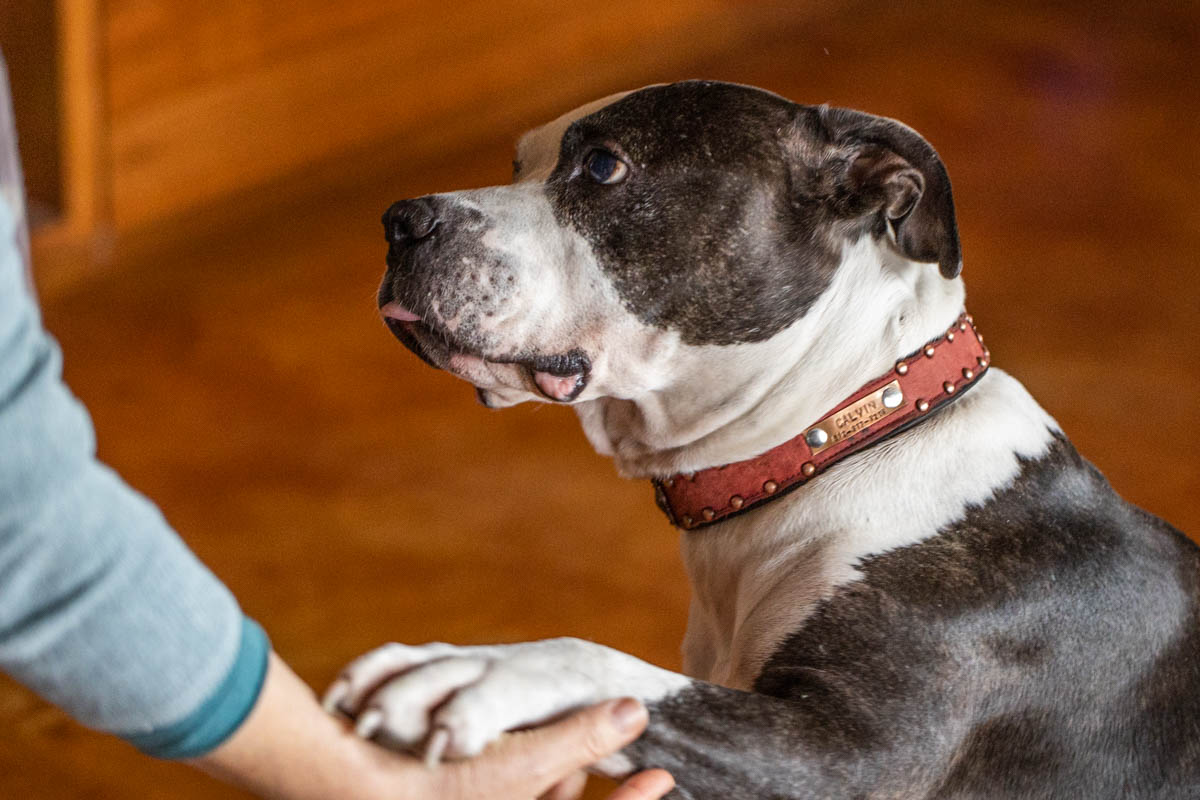 Calvin the pitbull is a good boy, and shakes