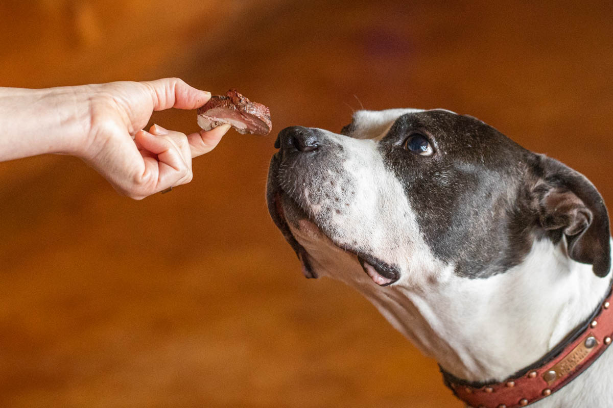 Calvin the pitbull eating smoked lamb kidney treats for dogs