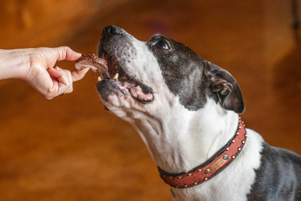 Calvin the pitbull eating smoked lamb kidney treats for dogs