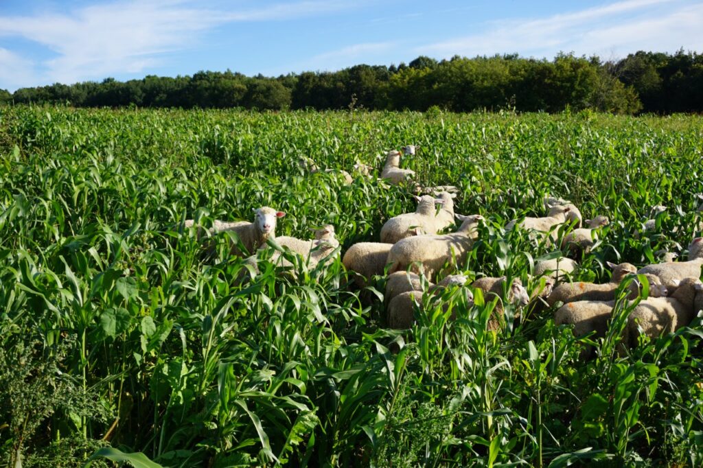 Ewes and lambs searching for the best options
