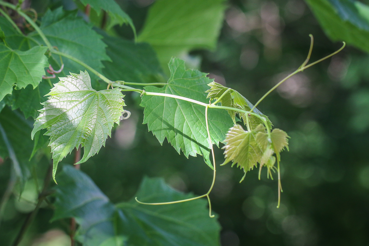 Wild grape leaves