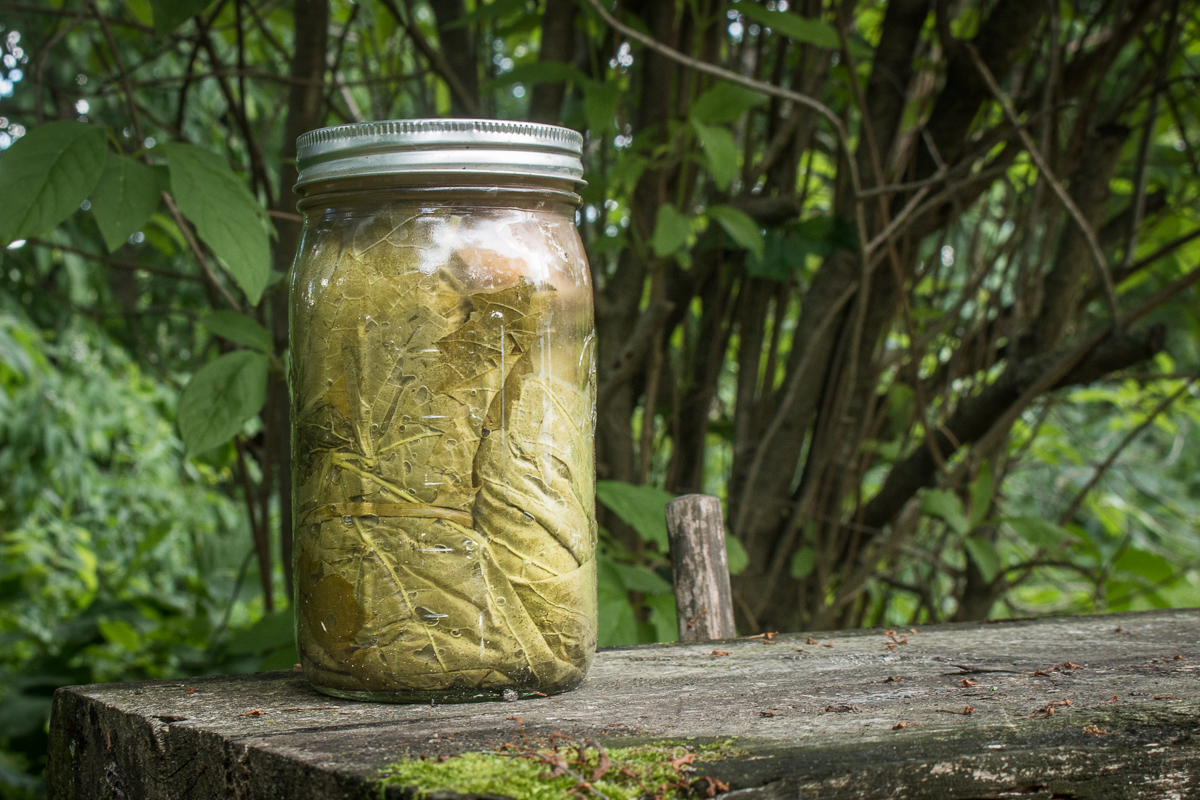 Lactofermented Grape Leaves