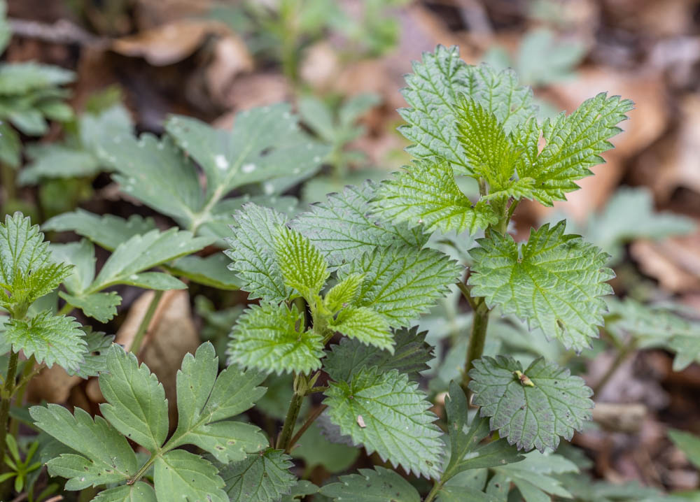 Young nettles 