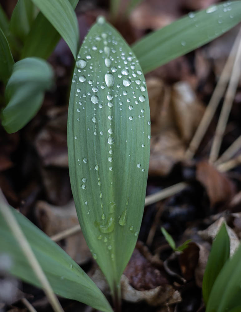 ramps or wild leeks, allium tricoccum