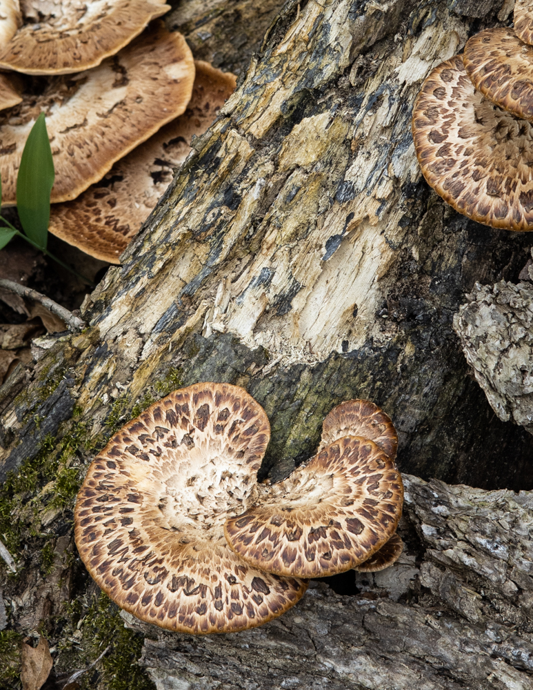 Pheasant Back or Dryad Saddle Mushroom 