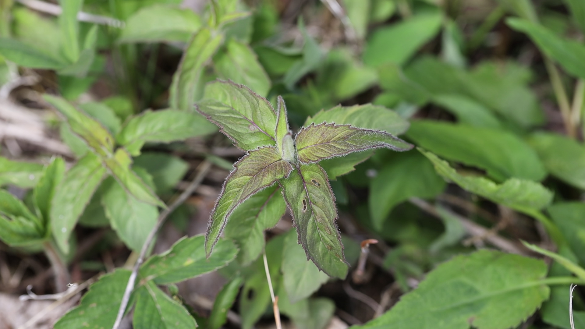 Wild Oregano or Monarda fistulosa