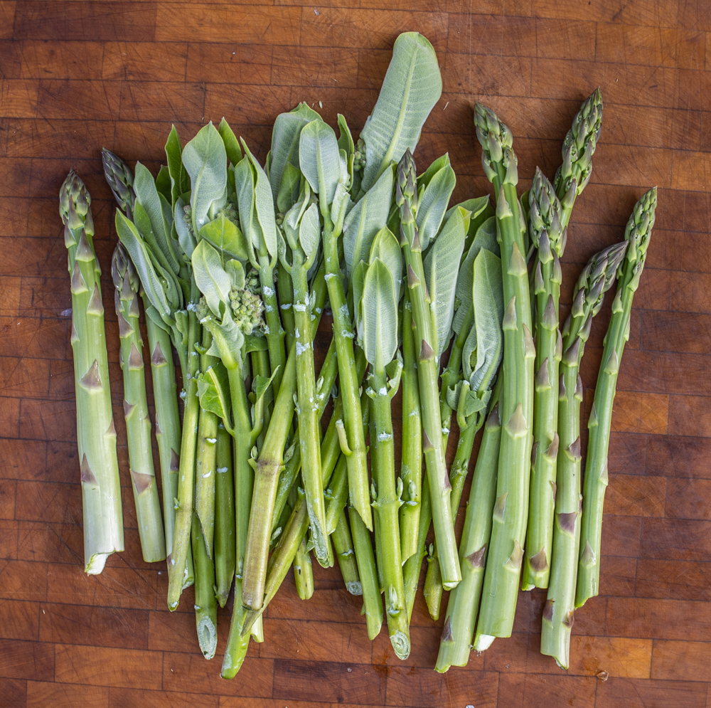 Edible milkweed shoots