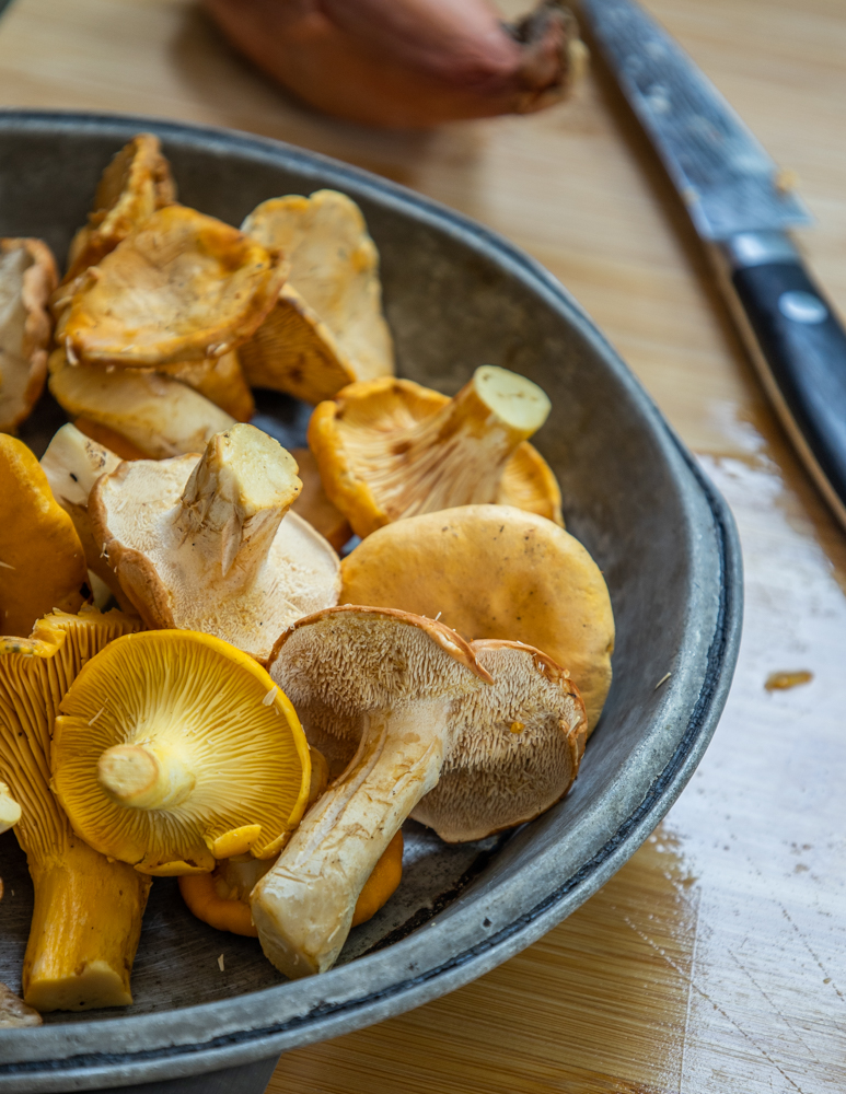 Chanterelle and hedgehog mushrooms