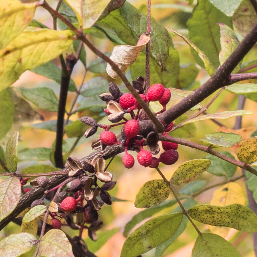 Prickly Ash wild szechuan peppercorns (3)