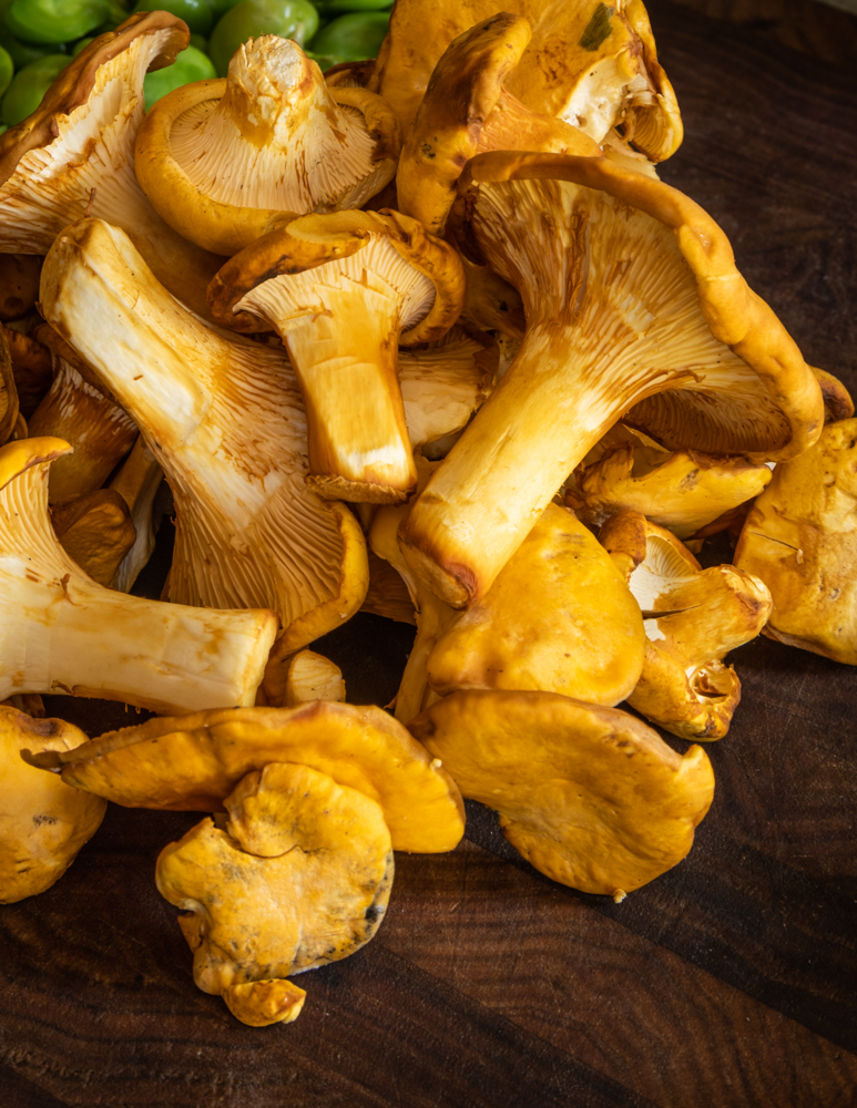 foraged Chanterelle mushrooms