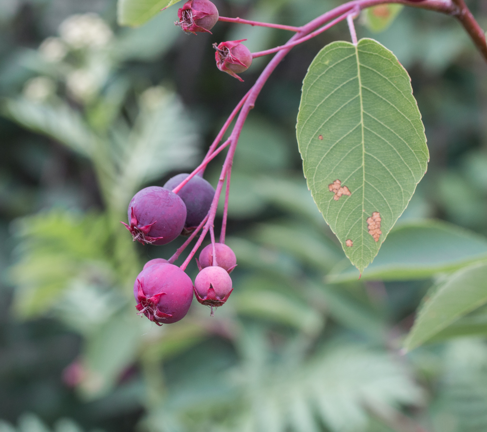 foraged serviceberries 