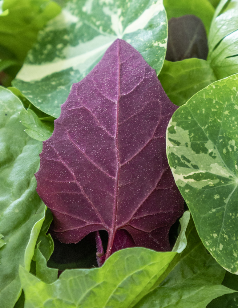 Orach, salt green, or ruby orache